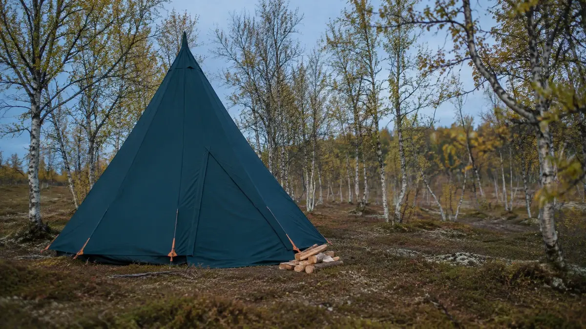 Mørk lavvo reist i en åpen nordnorsk bjørkeskog